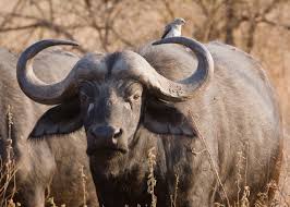 The Buffalo Hunter | a lesson in life and business management!